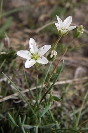 Minuartia capillacea \ Leinbl&uuml;tige Miere / Sandwort, E Picos de Europa, Fuente De 14.8.2012