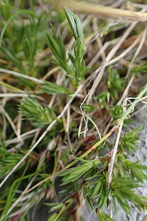 Minuartia laricifolia ? \ Lrchenblttrige Miere / Larch Leaf Sandwort, E Pyrenäen/Pyrenees, Prat de Cadi 6.8.2018