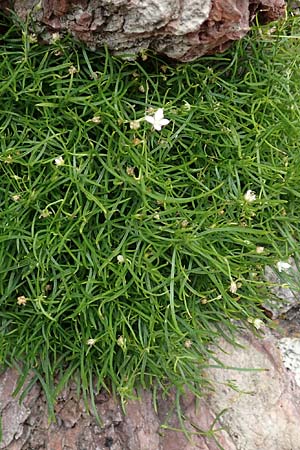 Moehringia muscosa \ Moos-Nabelmiere / Mossy Sandwort, E Pyrenäen/Pyrenees, Castellar de N'Hug 5.8.2018