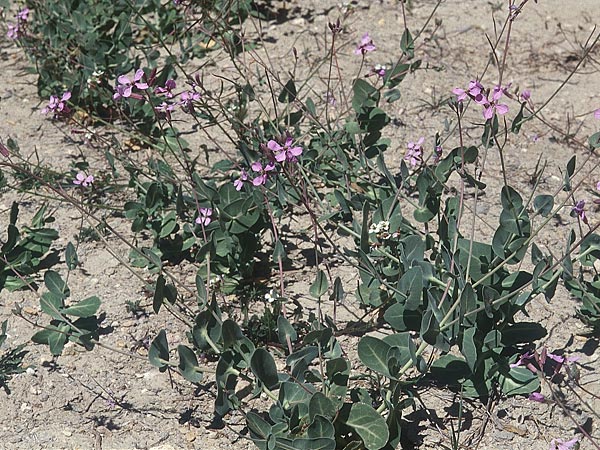 Moricandia arvensis \ Acker-Moricandie / Purple Mistress, E Prov.  Alicante, Xabia 28.3.2001