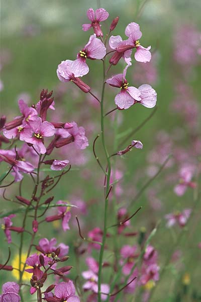 Moricandia moricandioides \ Moricandie / Violet Cabbage, E Sierra de Cardo 1.5.2004