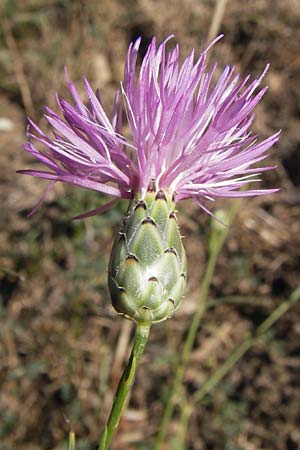 Mantisalca salmantica \ Salamanca-Flockenblume / Salamanca Knapweed, E Picos de Europa, Potes 16.8.2012