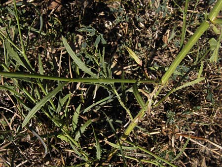 Mantisalca salmantica \ Salamanca-Flockenblume / Salamanca Knapweed, E Picos de Europa, Potes 16.8.2012