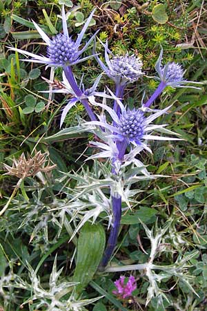 Eryngium bourgatii \ Spanische Mannstreu, Pyren&auml;en-Distel / Blue Eryngo, Pyrenean Thistle, E Picos de Europa, Covadonga 7.8.2012