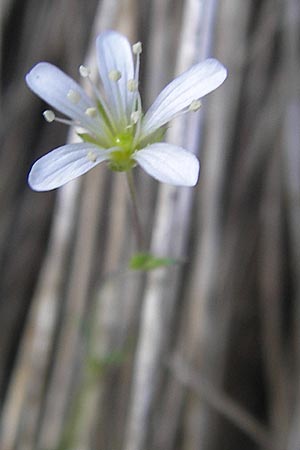 Arenaria grandiflora \ Gro&szlig;bl&uuml;tiges Sandkraut / Large-Flowered Sandwort, E Picos de Europa, Covadonga 7.8.2012
