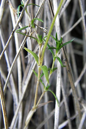 Arenaria grandiflora \ Gro&szlig;bl&uuml;tiges Sandkraut / Large-Flowered Sandwort, E Picos de Europa, Covadonga 7.8.2012