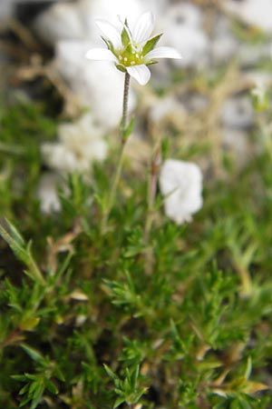 Minuartia laricifolia ? \ Lrchenblttrige Miere / Larch Leaf Sandwort, E Picos de Europa, Fuente De 14.8.2012
