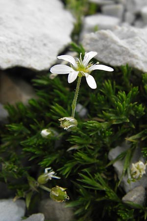 Minuartia laricifolia ? \ Lrchenblttrige Miere / Larch Leaf Sandwort, E Picos de Europa, Fuente De 14.8.2012