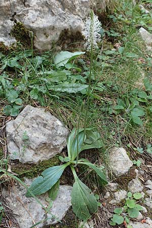 Plantago media \ Mittlerer Wegerich / Hoary Plantain, E Pyrenäen/Pyrenees, Prat de Cadi 6.8.2018