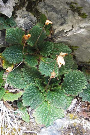 Ramonda myconi \ Pyrenen-Felsenteller / Pyrenean Violet, E Pyrenäen/Pyrenees, Ordesa 22.8.2011