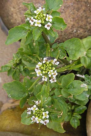 Nasturtium officinale \ Echte Brunnenkresse / Water Cress, E Asturien/Asturia Ribadesella 10.8.2012