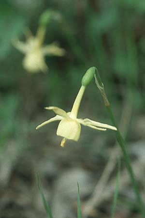 Narcissus triandrus \ Engelstr&auml;nen-Narzisse / Triandrus Daffodil, E Orihuela del Tremedal 26.5.2004