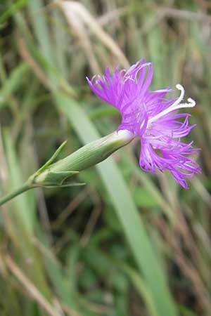 Dianthus monspessulanus \ Montpellier-Nelke / White Cluster, E Bermeo 17.8.2011
