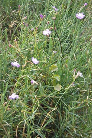 Dianthus monspessulanus \ Montpellier-Nelke / White Cluster, E Bermeo 17.8.2011