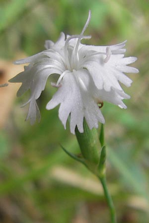 Dianthus pyrenaicus \ Pyren&auml;en-Nelke / Pyrenean Pink, E Pyren&auml;en/Pyrenees, Ordesa 22.8.2011