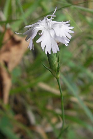 Dianthus pyrenaicus \ Pyren&auml;en-Nelke / Pyrenean Pink, E Pyren&auml;en/Pyrenees, Ordesa 22.8.2011