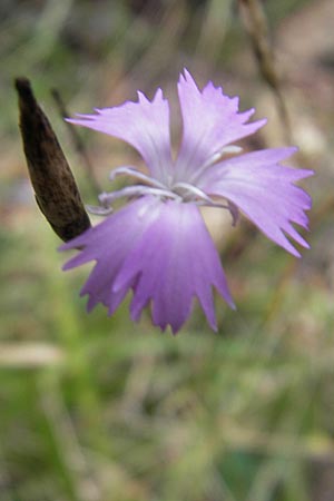 Dianthus pyrenaicus \ Pyren&auml;en-Nelke / Pyrenean Pink, E Pyren&auml;en/Pyrenees, Ordesa 22.8.2011