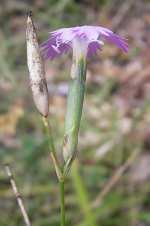 Dianthus pyrenaicus \ Pyren&auml;en-Nelke / Pyrenean Pink, E Pyren&auml;en/Pyrenees, Ordesa 22.8.2011