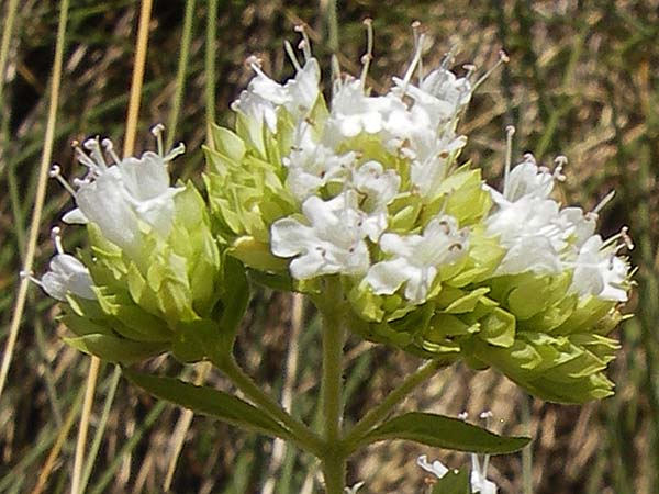 Origanum vulgare subsp. virens \ Spanischer Oregano / Spanish Oregano, E Asturien/Asturia, Cangas de Onis 8.8.2012