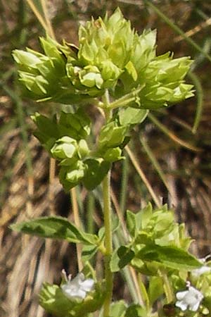 Origanum vulgare subsp. virens \ Spanischer Oregano / Spanish Oregano, E Asturien/Asturia, Cangas de Onis 8.8.2012