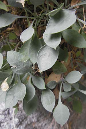 Petrocoptis crassifolia \ Pyren�en-Nelke / Pyrenean Pink, E Pyren&auml;en/Pyrenees, Ordesa 22.8.2011