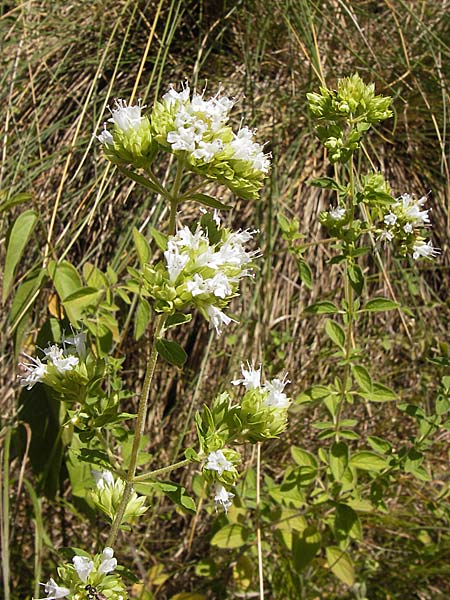 Origanum vulgare subsp. virens \ Spanischer Oregano / Spanish Oregano, E Asturien/Asturia, Cangas de Onis 8.8.2012