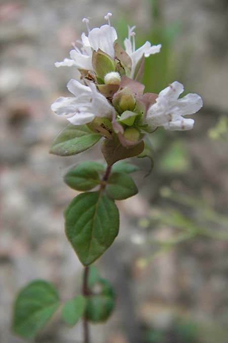 Origanum vulgare subsp. virens \ Spanischer Oregano / Spanish Oregano, E Picos de Europa, Potes 13.8.2012