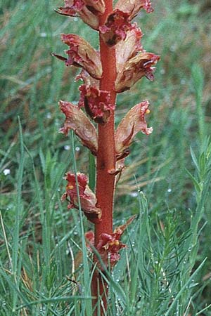 Orobanche artemisiae-campestris \ Panzer-Sommerwurz, Beifu-Sommerwurz / Wormwood Broomrape, E Navarra, Pamplona 7.5.2000