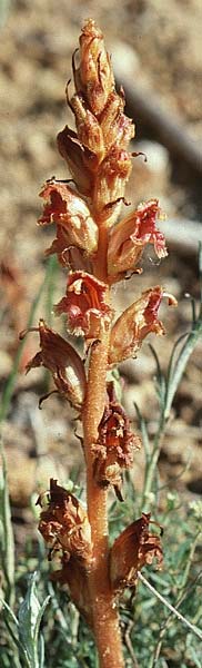 Orobanche caryophyllacea ? \ Labkraut-Sommerwurz, Nelken-Sommerwurz / Bedstraw Broomrape, E Prov. Burgos, Cidad de Ebro 28.5.2002