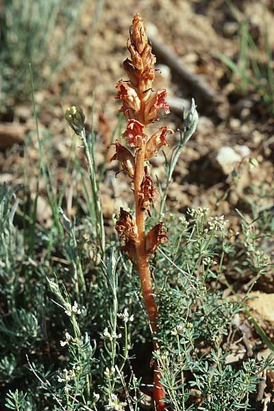Orobanche caryophyllacea ? \ Labkraut-Sommerwurz, Nelken-Sommerwurz / Bedstraw Broomrape, E Prov. Burgos, Cidad de Ebro 28.5.2002