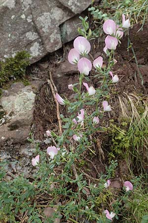 Ononis spinosa \ Dornige Hauhechel / Spiny Restharrow, E Pyrenäen/Pyrenees, Prat de Cadi 6.8.2018