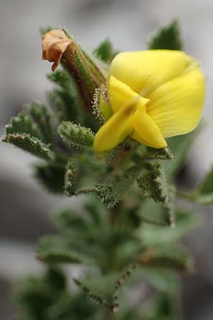 Ononis striata \ Gestreifte Hauhechel / Yellow Restharrow, E Pyren&auml;en/Pyrenees, Cadi,  Coll de Jovell 7.8.2018