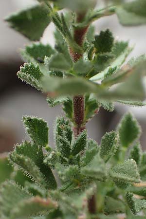 Ononis striata \ Gestreifte Hauhechel / Yellow Restharrow, E Pyren&auml;en/Pyrenees, Cadi,  Coll de Jovell 7.8.2018