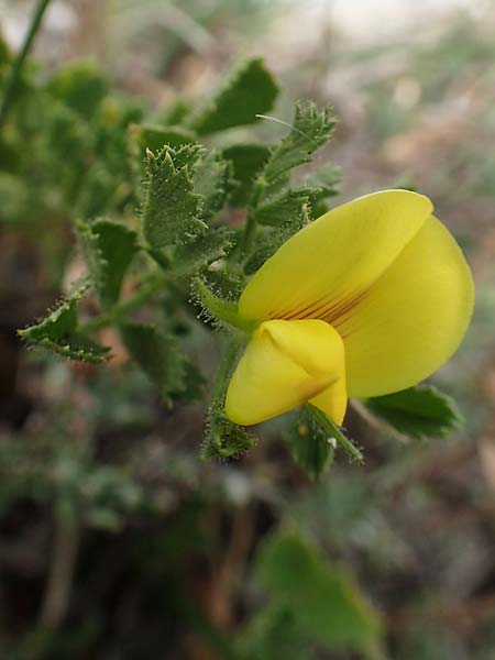 Ononis striata \ Gestreifte Hauhechel / Yellow Restharrow, E Pyren&auml;en/Pyrenees, Cadi,  Coll de Jovell 7.8.2018