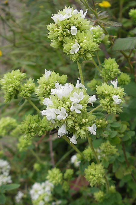 Origanum vulgare subsp. virens \ Spanischer Oregano / Spanish Oregano, E Bermeo 17.8.2011