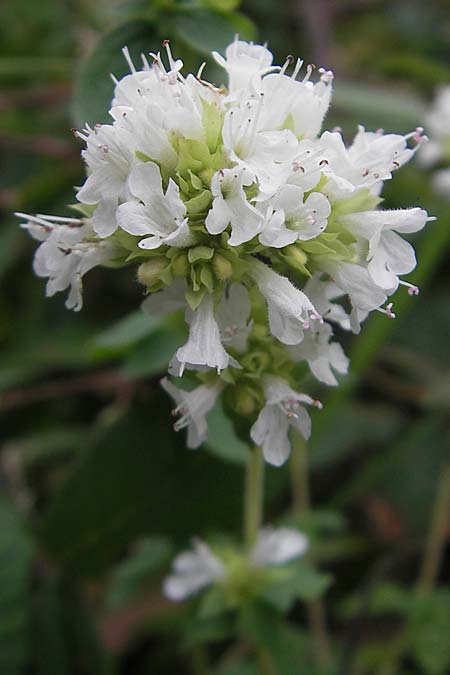 Origanum vulgare subsp. virens \ Spanischer Oregano / Spanish Oregano, E Bermeo 17.8.2011