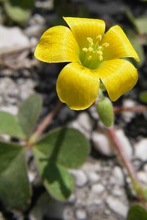 Oxalis corniculata var. corniculata \ Hornfrchtiger Sauerklee / Procumbent Yellow Sorrel, E Picos de Europa, Carrea 11.8.2012