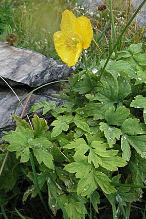 Meconopsis cambrica \ Gelber Schein-Mohn / Welsh Poppy, E Pyrenäen/Pyrenees, Benasque 17.8.2006