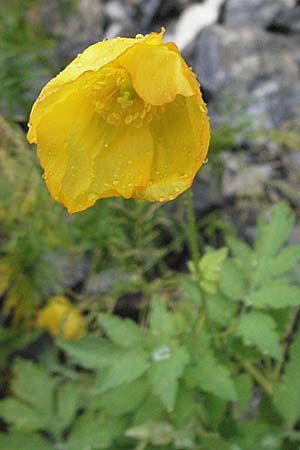 Meconopsis cambrica \ Gelber Schein-Mohn / Welsh Poppy, E Pyrenäen/Pyrenees, Benasque 17.8.2006