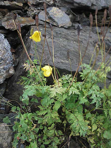 Meconopsis cambrica \ Gelber Schein-Mohn / Welsh Poppy, E Pyrenäen/Pyrenees, Benasque 17.8.2006