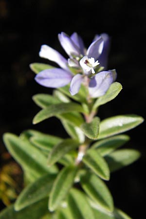 Polygala alpina \ Alpen-Kreuzblume / Alpine Milkwort, E Picos de Europa, Carre�a 11.8.2012