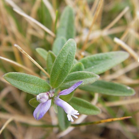 Polygala alpina \ Alpen-Kreuzblume / Alpine Milkwort, E Picos de Europa, Carre�a 11.8.2012