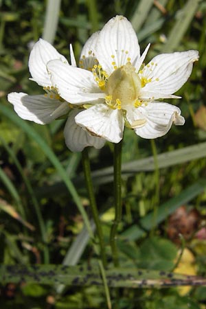 Parnassia palustris \ Sumpf-Herzblatt, Studentenrschen / Grass of Parnassus, E Picos de Europa, Posada de Valdeon 13.8.2012