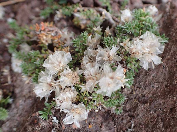 Paronychia kapela \ Kapela-Nagelkraut / Kapela Nailwort, E Pyren&auml;en/Pyrenees, Castellar de N'Hug 5.8.2018