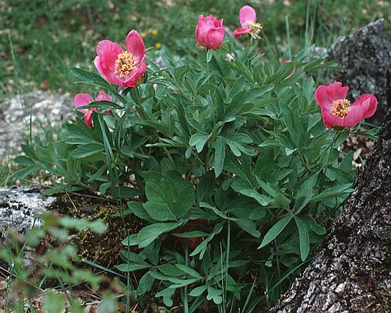 Paeonia broteri \ Brotero-Pfingstrose / Western Peony, E Prov. Cuenca, Las Majadas 25.5.1990