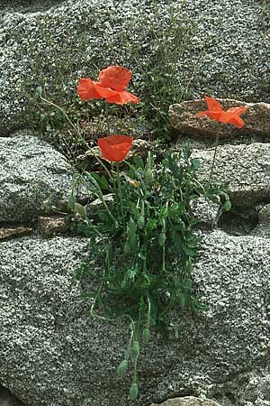 Papaver rhoeas \ Klatsch-Mohn / Common Poppy, E Avila 28.5.2004