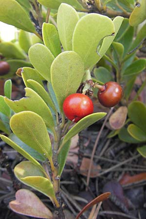 Arctostaphylos uva-ursi \ Immergrne Brentraube / Bearberry, E Pyrenäen/Pyrenees, Jaca 21.8.2011
