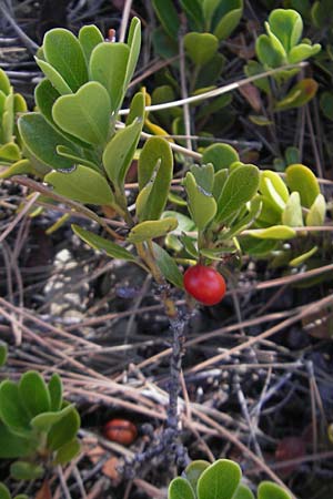 Arctostaphylos uva-ursi \ Immergrne Brentraube / Bearberry, E Pyrenäen/Pyrenees, Jaca 21.8.2011