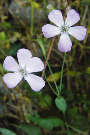 Petrocoptis pyrenaica subsp. glaucifolia \ Pyren�en-Nelke / Pyrenean Pink, E Asturien/Asturia, Cangas de Onis 8.8.2012
