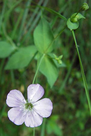 Petrocoptis pyrenaica subsp. glaucifolia \ Pyren�en-Nelke / Pyrenean Pink, E Asturien/Asturia, Cangas de Onis 8.8.2012